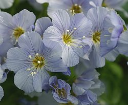 Polemonium pulchellum 15 th